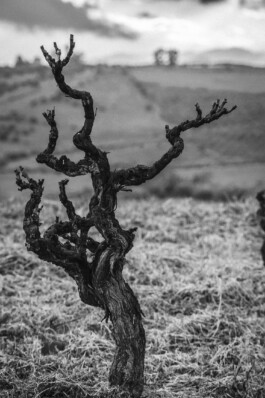 Mottawine.com