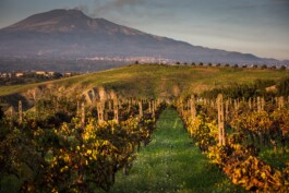 Mottawine.com