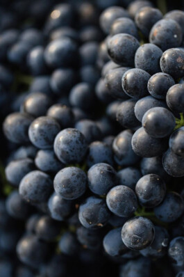 Mottawine.com
