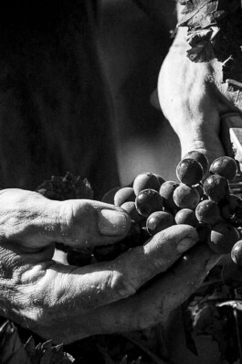 Mottawine.com