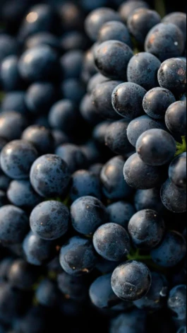 Mottawine.com