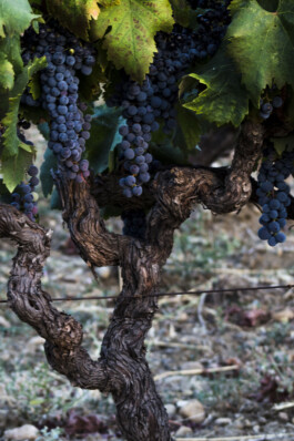 Mottawine.com